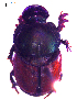 ( - IBS154)  @11 [ ] CreativeCommons - Attribution Non-Commercial Share-Alike (2018) Instituto de Biología Subtropical Instituto de Biología Subtropical