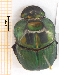  (Sulcophanaeus menelas - IBS179)  @11 [ ] CreativeCommons - Attribution Non-Commercial Share-Alike (2018) Instituto de Biología Subtropical Instituto de Biología Subtropical