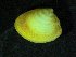  ( - ZMBN_139769)  @11 [ ] Creative Commons BY NC SA (2021) University of Bergen Natural History Collections