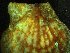  (Palliolum striatum - ZMBN_139792)  @11 [ ] Creative Commons BY NC SA (2021) University of Bergen Natural History Collections