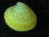  ( - ZMBN_140457)  @11 [ ] Creative Commons BY NC SA (2091) University of Bergen Natural History Collections