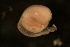  ( - ZMBN_140764)  @11 [ ] Creative Commons BY NC SA (2022) University of Bergen Natural History Collections