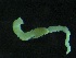  ( - ZMBN_143452)  @11 [ ] Creative Commons BY NC SA (2022) University of Bergen Natural History Collections
