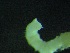  ( - ZMBN_143452)  @11 [ ] Creative Commons BY NC SA (2022) University of Bergen Natural History Collections