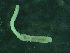  ( - ZMBN_144170)  @11 [ ] Creative Commons BY NC SA (2022) University of Bergen Natural History Collections