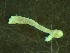  ( - ZMBN_144185)  @11 [ ] Creative Commons BY NC SA (2024) University of Bergen Natural History Collections