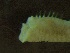  ( - ZMBN_144185)  @11 [ ] Creative Commons BY NC SA (2024) University of Bergen Natural History Collections