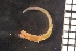  ( - ZMBN_149282)  @11 [ ] Creative Commons BY NC SA (2022) University of Bergen Natural History Collections