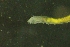 ( - ZMBN_149309)  @11 [ ] Creative Commons BY NC SA (2022) University of Bergen Natural History Collections