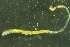  ( - ZMBN_149309)  @11 [ ] Creative Commons BY NC SA (2022) University of Bergen Natural History Collections