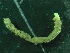  ( - ZMBN_149322)  @11 [ ] Creative Commons BY NC SA (2022) University of Bergen Natural History Collections