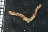  ( - ZMBN_149454)  @11 [ ] Creative Commons BY NC SA (2022) University of Bergen Natural History Collections