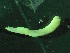  ( - ZMBN_149857)  @11 [ ] Creative Commons BY NC SA (2022) University of Bergen Natural History Collections