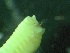  ( - ZMBN_149857)  @11 [ ] Creative Commons BY NC SA (2022) University of Bergen Natural History Collections