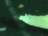  ( - ZMBN_149857)  @11 [ ] Creative Commons BY NC SA (2022) University of Bergen Natural History Collections
