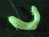  ( - ZMBN_149858)  @11 [ ] Creative Commons BY NC SA (2022) University of Bergen Natural History Collections