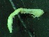  ( - ZMBN_149859)  @11 [ ] Creative Commons BY NC SA (2022) University of Bergen Natural History Collections