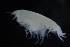  ( - ZMBN_154152)  @11 [ ] Creative Commons BY SA (2024) University of Bergen Natural History Collections