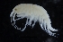  ( - ZMBN_154154)  @11 [ ] Creative Commons BY SA (2024) University of Bergen Natural History Collections