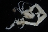  (Aeginella - ZMBN_154161)  @11 [ ] Creative Commons BY SA (2024) University of Bergen Natural History Collections