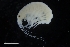  ( - ZMBN_154162)  @11 [ ] Creative Commons BY SA (2024) University of Bergen Natural History Collections