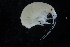  ( - ZMBN_154162)  @11 [ ] Creative Commons BY SA (2024) University of Bergen Natural History Collections