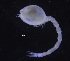  ( - ICE1-Bod001)  @11 [ ] CreativeCommons - Attribution Non-Commercial Share-Alike (2019) Carolin Uhlir Deutsches Zentrum fuer Marine Biodiversitaetsforschung