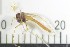  (Chironomus aprilinus - NI Chi 2)  @11 [ ] CreativeCommons - Attribution Non-Commercial Share-Alike (2017) Agnes-Katharina Kreiling Holar University