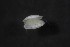  (Limnocytherina - NK Ost 1a)  @11 [ ] CreativeCommons - Attribution Non-Commercial Share-Alike (2017) Agnes-Katharina Kreiling Holar University