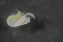  ( - NK Ost 5b)  @11 [ ] CreativeCommons - Attribution Non-Commercial Share-Alike (2017) Agnes-Katharina Kreiling Holar University
