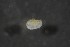  ( - NK Ost 4a)  @11 [ ] CreativeCommons - Attribution Non-Commercial Share-Alike (2017) Agnes-Katharina Kreiling Holar University