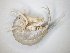  ( - EI-JRH-18-10)  @11 [ ] CreativeCommons - Attribution Non-Commercial Share-Alike (2019) Unspecified Tromsø University Museum