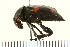  ( - Hcmisc-087)  @13 [ ] CreativeCommons - Attribution (2009) Unspecified Centre for Biodiversity Genomics