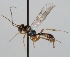  (Mesochorus maximus - FICH-000010)  @11 [ ] CreativeCommons - Attribution Non-Commercial (2012) Marko Mutanen University of Oulu
