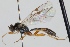  (Mesochorus fuscicornis - FICH-000132)  @13 [ ] CreativeCommons - Attribution Non-Commercial (2012) Marko Mutanen University of Oulu
