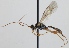  (Astiphromma mandibulare - FICH-000144)  @13 [ ] CreativeCommons - Attribution Non-Commercial (2012) Marko Mutanen University of Oulu