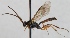  (Oresbius galactinus - FICH-000218)  @14 [ ] CreativeCommons - Attribution Non-Commercial (2012) Marko Mutanen University of Oulu