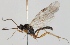  (Gelis rufipes - FICH-000537)  @14 [ ] CreativeCommons - Attribution Non-Commercial (2012) Marko Mutanen University of Oulu