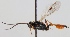  (Colpognathus divisus - FICH-000772)  @13 [ ] CreativeCommons - Attribution Non-Commercial (2012) Marko Mutanen University of Oulu