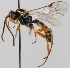  (Syrphophilus bizonarius - FICH-001344)  @14 [ ] CreativeCommons - Attribution Non-Commercial (2013) Marko Mutanen University of Oulu