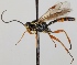  (Homotropus elegans - FICH-001355)  @13 [ ] CreativeCommons - Attribution Non-Commercial (2013) Marko Mutanen University of Oulu