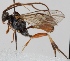  (Synomelix perfidus - FICH-001403)  @13 [ ] CreativeCommons - Attribution Non-Commercial (2013) Marko Mutanen University of Oulu