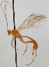  (Absyrtus vicinus - FICH-001408)  @11 [ ] CreativeCommons - Attribution Non-Commercial (2013) Marko Mutanen University of Oulu