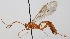  (Ophion brevicornis - FICH-001429)  @14 [ ] CreativeCommons - Attribution Non-Commercial (2012) Marko Mutanen University of Oulu
