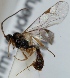  (Plectiscidea sp. 1 - FICH-001561)  @13 [ ] CreativeCommons - Attribution Non-Commercial (2012) Marko Mutanen University of Oulu