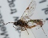  (Plectiscidea sp. 2 - FICH-001563)  @11 [ ] CreativeCommons - Attribution Non-Commercial (2012) Marko Mutanen University of Oulu