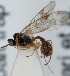  (Plectiscidea sp. 3 - FICH-001565)  @11 [ ] CreativeCommons - Attribution Non-Commercial (2012) Marko Mutanen University of Oulu