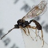  (Plectiscidea sp. 4 - FICH-001566)  @11 [ ] CreativeCommons - Attribution Non-Commercial (2012) Marko Mutanen University of Oulu