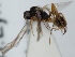  (Plectiscidea sp. 5 - FICH-001568)  @11 [ ] CreativeCommons - Attribution Non-Commercial (2012) Marko Mutanen University of Oulu