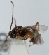  (Plectiscidea sp. 6 - FICH-001569)  @11 [ ] CreativeCommons - Attribution Non-Commercial (2012) Marko Mutanen University of Oulu